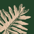 Bloomscape Logo