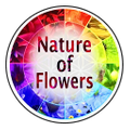 natureofflowers Logo