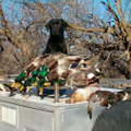 Waterfowldecals Logo